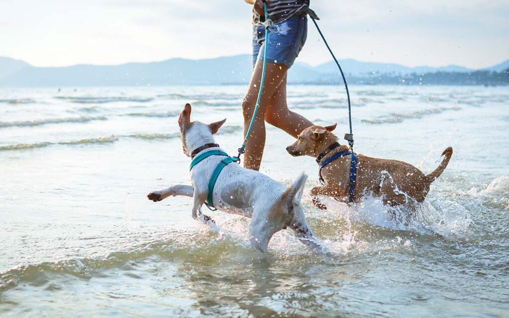 Dog Friendly Beaches 2023